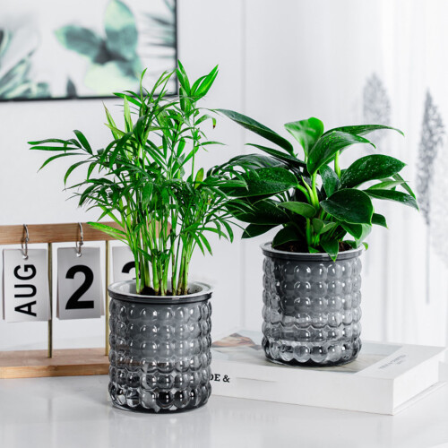 (Transparent Gray) Self-Watering Hydroponic Planter - Modern Home Decor 1