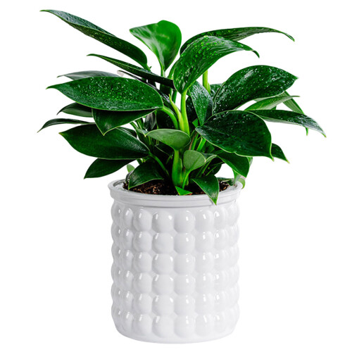 (Pure White) Self-Watering Hydroponic Planter - Modern Home Decor 2