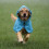 Dog Raincoat with Hood and Eye Shield 1 pc 8