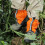 (Orange) Waterproof Ski Leg Covers - Sand & Snow Proof 7