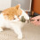 Ξύλινο οδοντιατρικό παιχνίδι γάτας Purrident Catnip με κόκαλα ψαριού 7