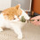 Ξύλινο οδοντιατρικό παιχνίδι γάτας Purrident Catnip με κόκαλα ψαριού 8