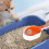Multifunction Large Cat Litter Scoop - Plastic 7