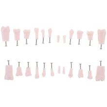24Pcs Multi Resin Practice Teeth Teaching Typodont Model