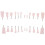 24Pcs Multi Resin Practice Teeth Teaching Typodont Model 1