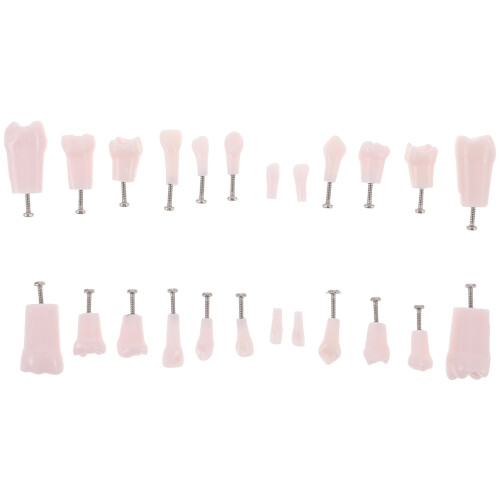 24Pcs Multi Resin Practice Teeth Teaching Typodont Model
