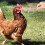Durable Poultry Catcher Hook Pole for Chickens Ducks Turkeys 5