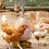 Durable Poultry Catcher Hook Pole for Chickens Ducks Turkeys 6