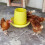Durable Poultry Catcher Hook Pole for Chickens Ducks Turkeys 7