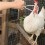 Durable Poultry Catcher Hook Pole for Chickens Ducks Turkeys 11