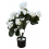 Begonia bianca in seta, 45 cm con vaso 5