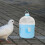 Abreuvoir pour oiseaux, accessoire pour cage, 1 pièce 4