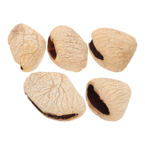 5Pièces Coquille Beige Shaker Musical Pour Créatifs