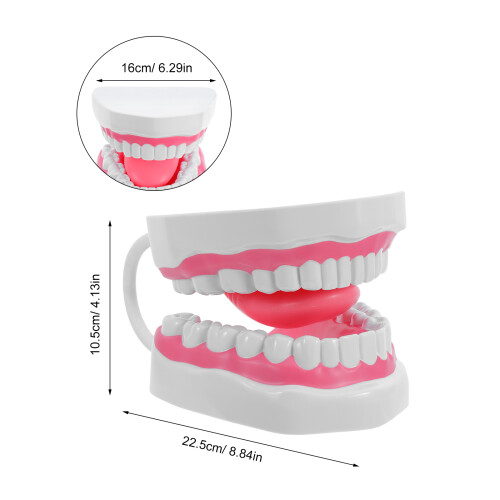 De Bouche En PVC Pour Formation Orale Éducative 1