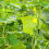 Filet 1X Support Jardin Vert Résistant Polyéthylène Multifonction 4
