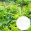 Filet 1X Support Jardin Vert Résistant Polyéthylène Multifonction 8