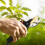 Gartenschere 22cm Vogelschnabelform SK5-Stahl 15