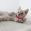 Collier Chat Tricoté 1 En Laine Douce Pour Chat Élégant 8