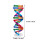 4Pcs Molecular Dna Teaching Model Human Genes Structure Kit for Education 2