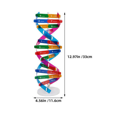 4Pcs Molecular Dna Teaching Model Human Genes Structure Kit for Education 1