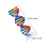 4Pcs Molecular Dna Teaching Model Human Genes Structure Kit for Education 5