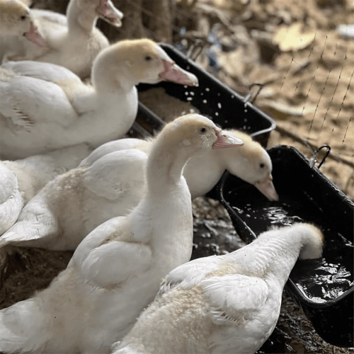 Futtertrog für grüne Enten zur Zaunmontage, 2er-Pack 2