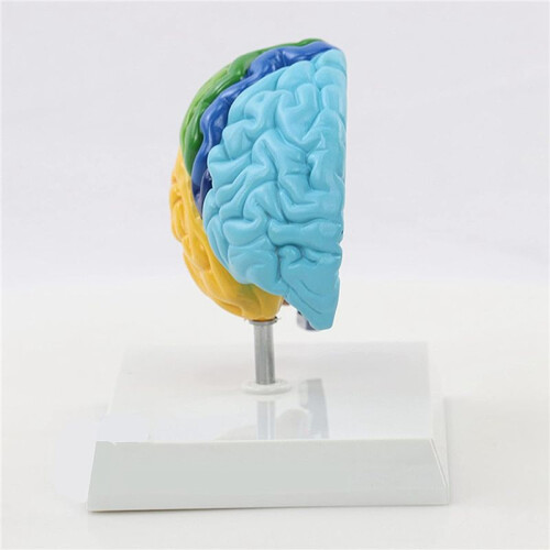 2X Right Hemisphere of Brain Human Body Model Education Brain Model 1:1 for Student Teaching Study Assembling Model 2