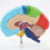 2X Right Hemisphere of Brain Human Body Model Education Brain Model 1:1 for Student Teaching Study Assembling Model 4
