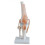 Knee Joint Simulation Model Anatomy Human 1:1 Life Size 1