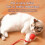 Interactive Cat Rolling  Super Drive Cat Rolling Balls with Bird Chirping Motion Activated Sensor Pet Kitten Teaser 3