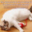 Interactive Cat Rolling  Super Drive Cat Rolling Balls with Bird Chirping Motion Activated Sensor Pet Kitten Teaser 5