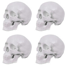 4X Modelo de Cráneo Humano, Modelo de Cráneo Anatómico de 3 Partes con Tapa de Cráneo Extraíble y Mandíbula Articulada