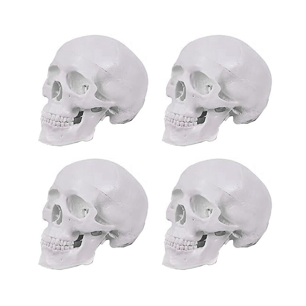 Unisex 4X Human Skull Model, 3 Parts Anatomical Skull Model With Removable Skull Cap And Articulated Mandible