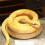 Simulation Python Plush Toy  Python  Plush Animal Plush Doll Halloween Decoration Gift Green Python 3