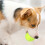 Fun Interactive Machine Fun Interactive Catapult Throw Ricaricabile Cane Tennis  Launcher Cani Inseguimento Giocattoli Automatici C 5
