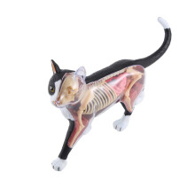 Animal Organ Anatomy Model 4D Cat Intelligence Assembling Toy Teaching Anatomy Model DIY Popular Science Appliances