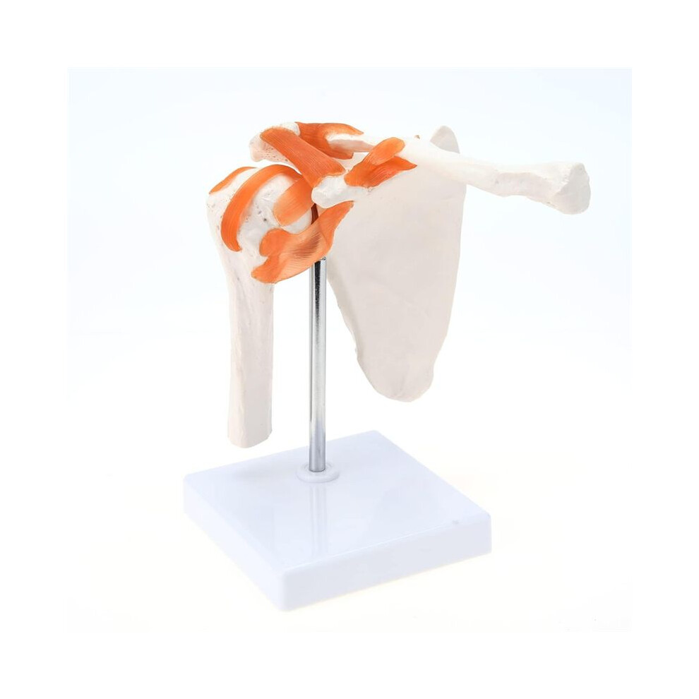 Tauoh Medical Shoulder Anatomy Model With Functional Ligaments, Shoulder Joint Model For Medical Teaching Display Model
