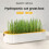 Hydroponic Cat Grass Box Cat Snack Hydroponic Soilless Planting Cat Grass Pot A 7