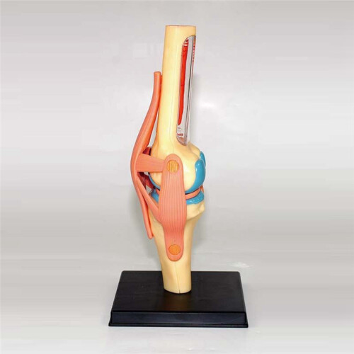 Medical Torso Human Body Model Education Knee Joint Organs Model for Student Teaching Study Assembling Model 2