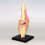 Medical Torso Human Body Model Education Knee Joint Organs Model for Student Teaching Study Assembling Model 5