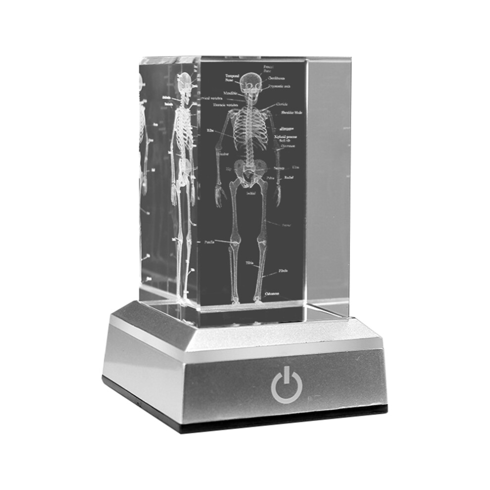 Tauoh White/Silver 3D Laser Engraved Human Skeletal Crystal Figurines, Medical Science Gifts, Organ Anatomical Model Paperweight B