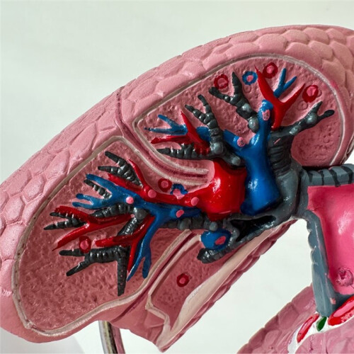 Human Respiratory Systems Model, Human Nasal Cavity Throat Lung Anatomy Model Teaching Tool 2