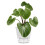 Vaso para Plantas Autoirrigável de 6 Polegadas com Reservatório Visual e Furo de Drenagem, Vaso para Plantio Interno e Externo, Pacote com 5, Cinza 4