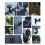2 In1 Camera Frame Rabbit Cage with Sunshade Anti Fall Protective Housing Case for  OSMO ACTION 5 Pro / 4 / 3 10