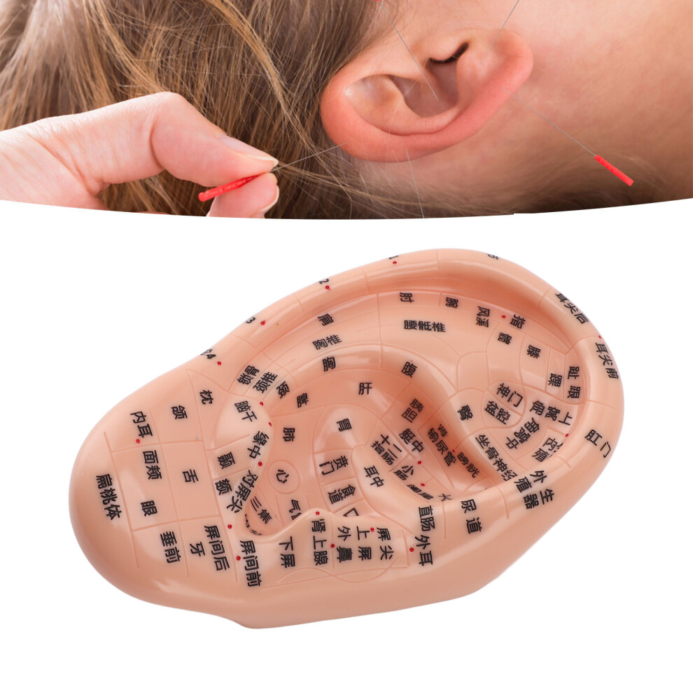 17cm Ear Acupuncture Model with Reflexology Points & Acupoint Chart
