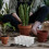 30Pcs Reusable Plastic Starter Pots Transparent Growing Trays 7