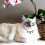 Collier Chat Coton Bois Avec Cloche Ajustable 5