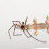 Substrat Eva Pour Terrarium Dragon Barbu Gecko 5