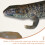 Substrat Eva Pour Terrarium Dragon Barbu Gecko 7