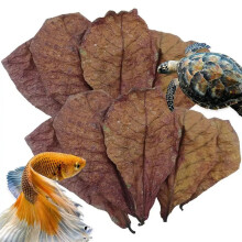 Hojas de Catappa (Almendro Indio) para Acuario: Reducen el PH y Purifican el Agua para Peceras, Estanques y Acuarios.
